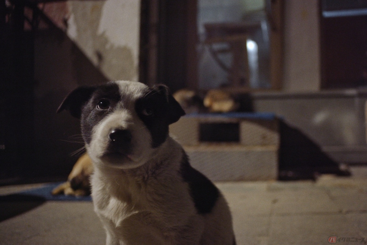 『ストレイ 犬が見た世界』(c)2020 THIS WAS ARGOS,LLC