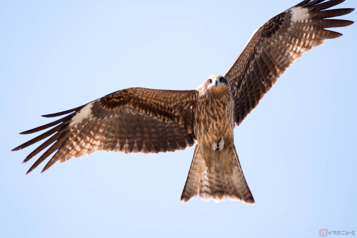ツーリングや旅行などの出先で、トンビなどの鳥類に食べ物を盗まれたという事例が多発中