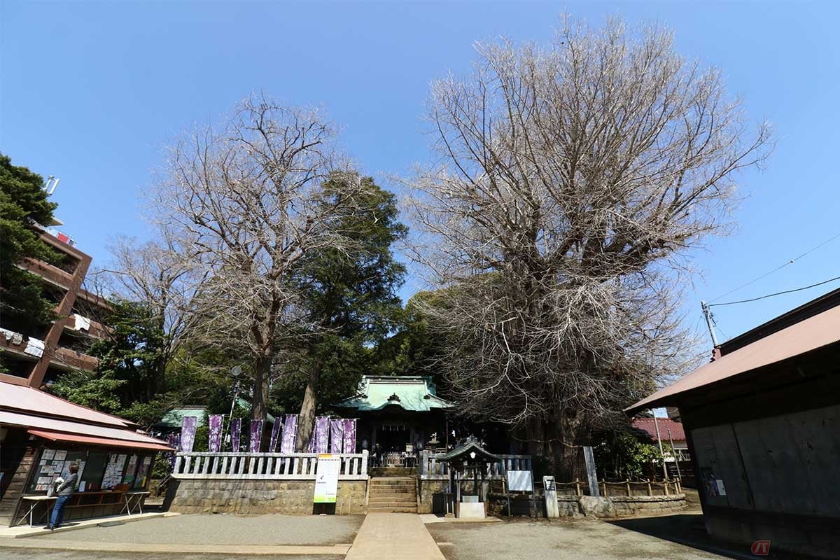 食後は1085年に源氏によって創設された「鶴嶺八幡宮」に参拝。樹齢950年の大銀杏が見事