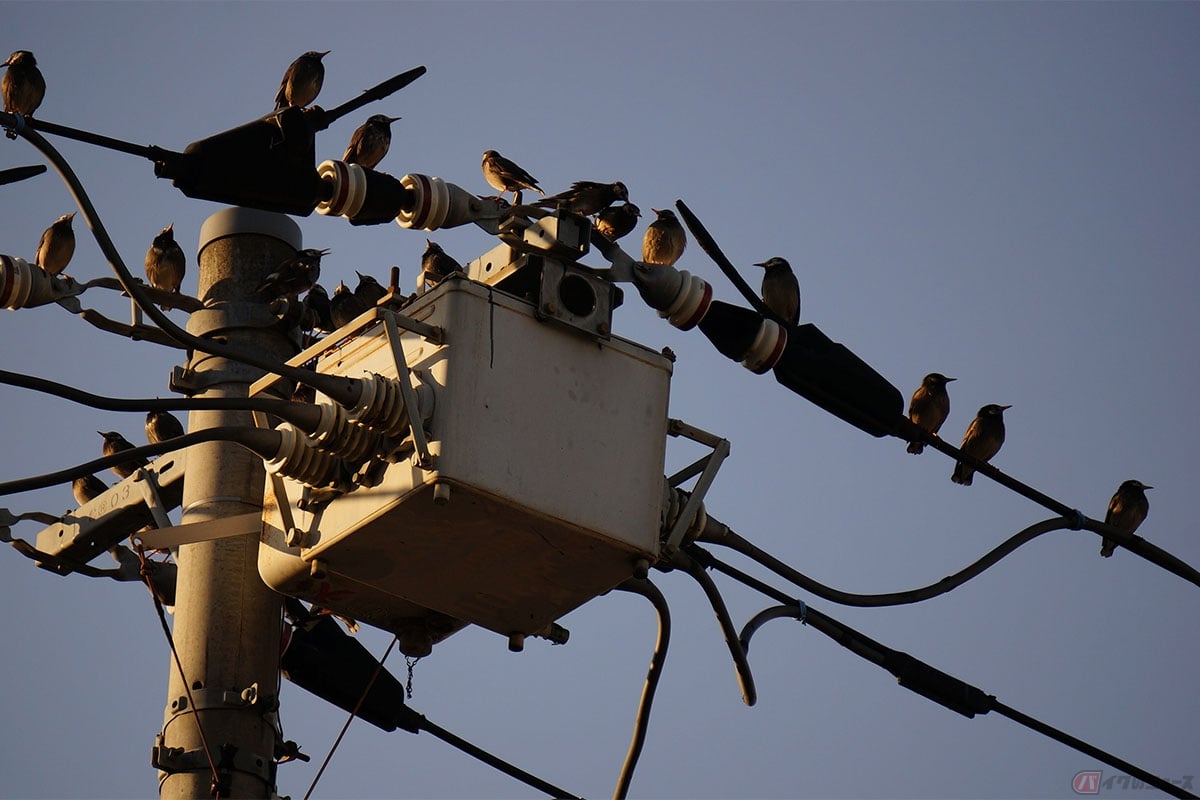 鳥のフンを落とされないようにするには電線の下など鳥が集まる場所を避ける