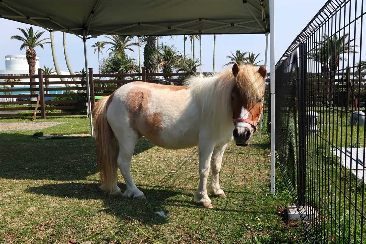 かつての「京急油壷マリンパーク」は、夕陽や富士山の絶景を満喫できる「京急油壺温泉キャンプパーク」に生まれ変わっていた。なかでもスペシャルな「モンゴルサイト」ではポニーと一緒にキャンプできる