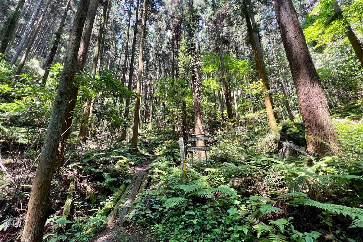 登城口に入るとすぐに山道が始まる。途中苔の生えた丸太橋があり、急な階段が続く