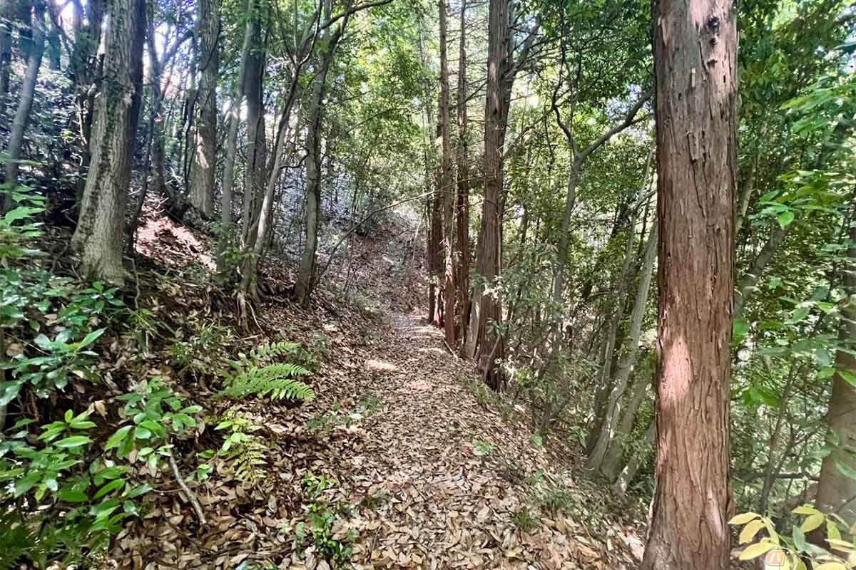 細い移動路の「犬走り」も残されていた。縄張り図を見るとこの先にも「腰郭」があるようだが、薮と化していたので引き返した
