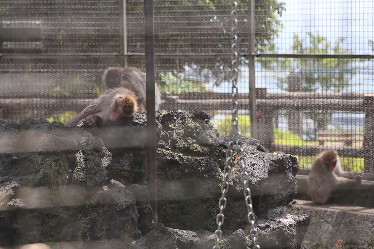 「披露山公園」はミニ動物園のようにもなっていて、日本猿やクジャクなどを見ることができる