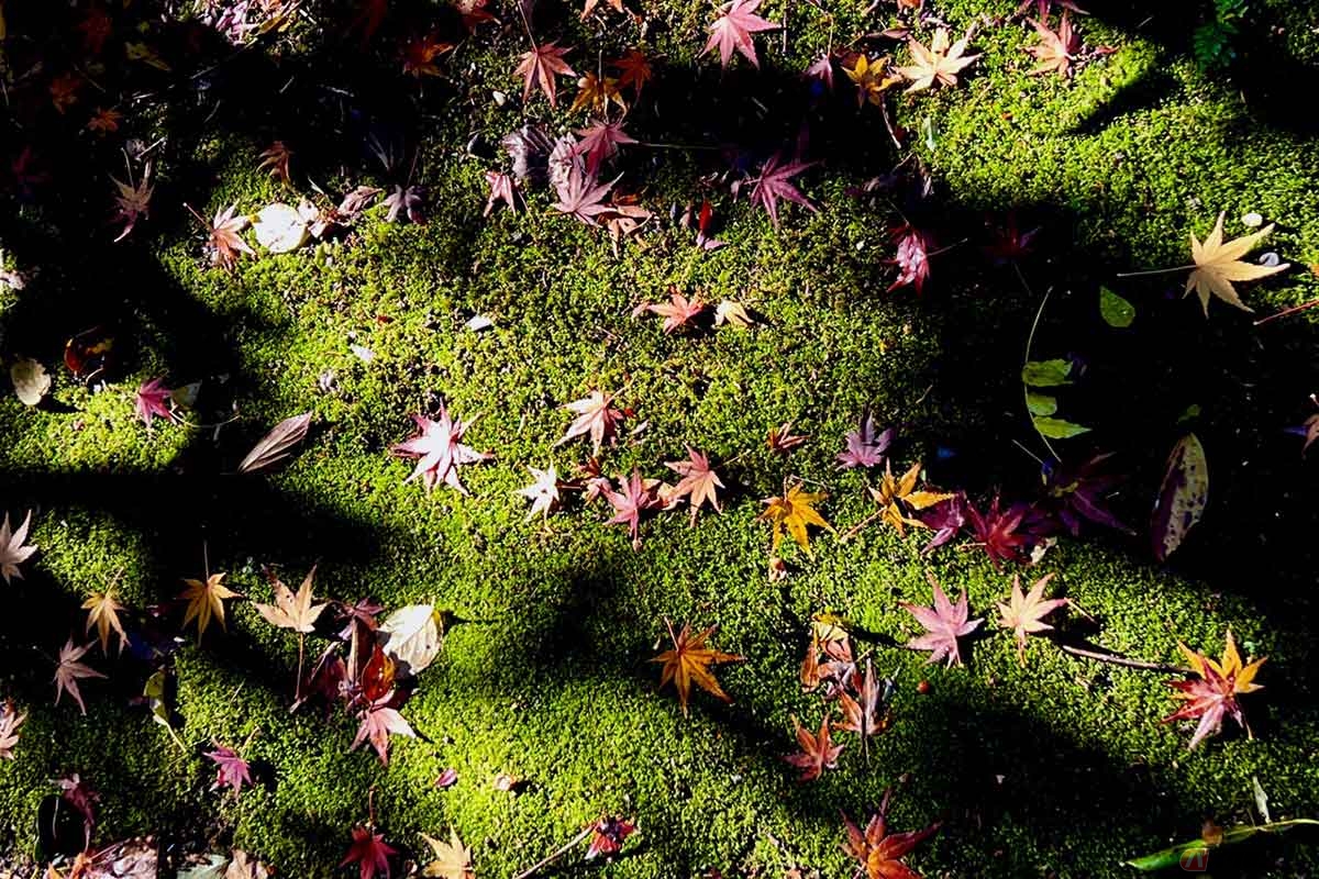 廟堂の前は苔むした地面に紅葉がはらはらと舞っていた。静かな廟の前で、瀬名という人物の生涯を少し想像してみた