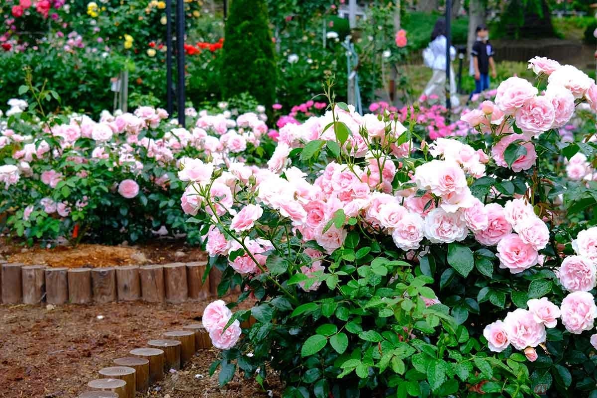 岩手県花巻市の花巻温泉にある花巻温泉 バラ園