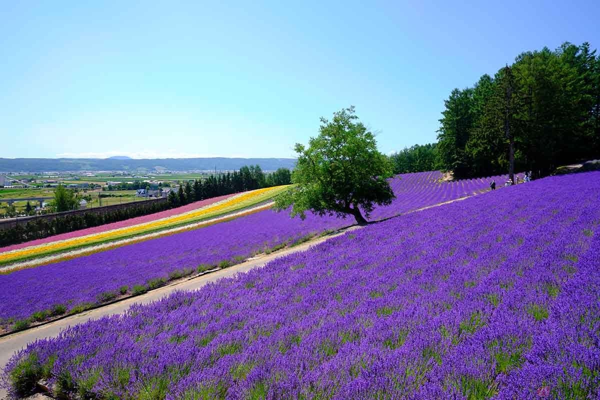 空知郡中富良野町にある「ファーム富田」