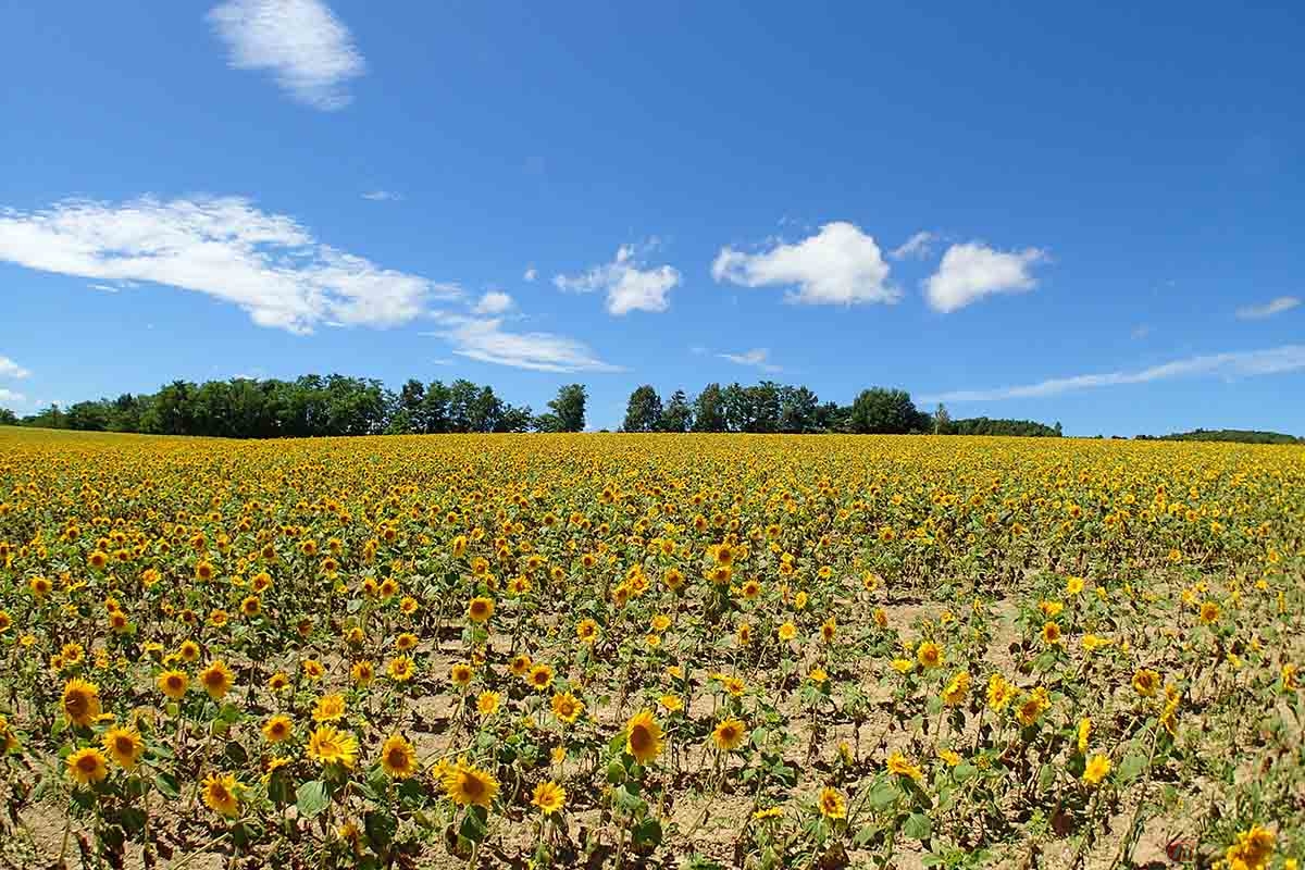 北竜町ひまわりの里