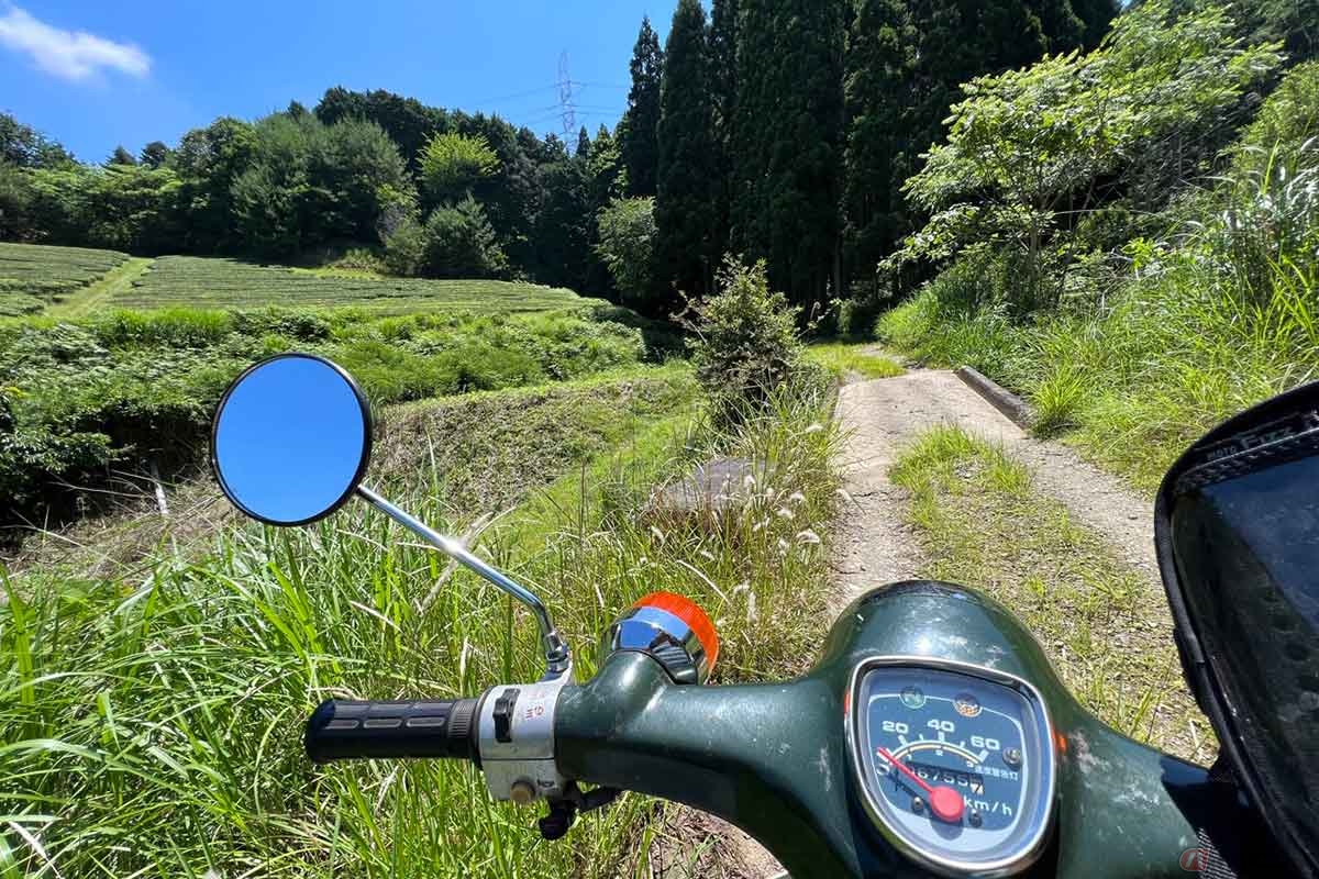 スーパーカブで進むと、最初は茶畑を眺めながら進む長閑な雰囲気