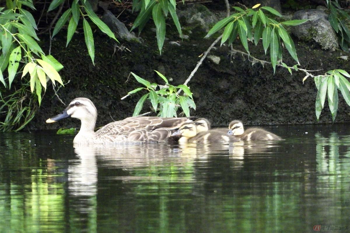 並んで泳ぐカルガモの親子