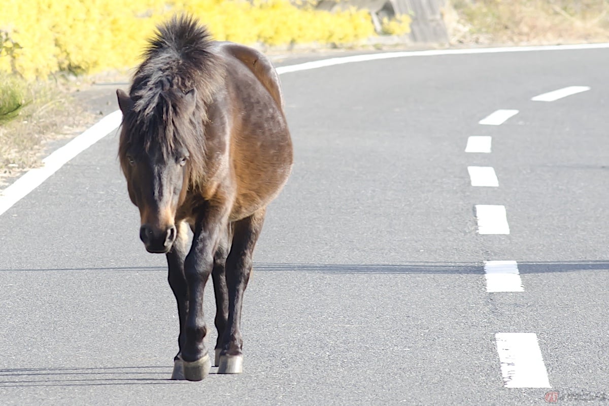 馬に乗って公道を走らせることは道路交通法で現在でも認められている