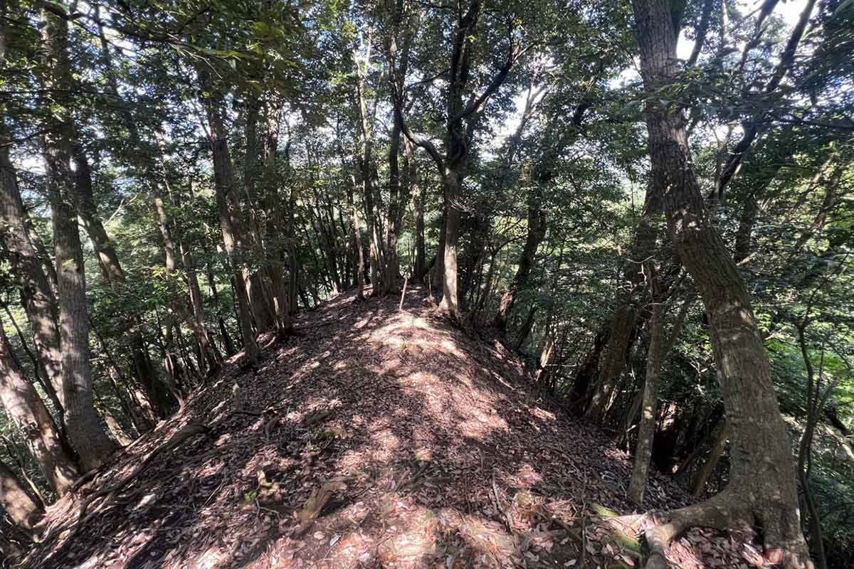 神社の奥には尾根が続くが、「曲輪(くるわ)」として成立していたと思われる。行き止まりまで歩いてみたが、足元には要注意だ