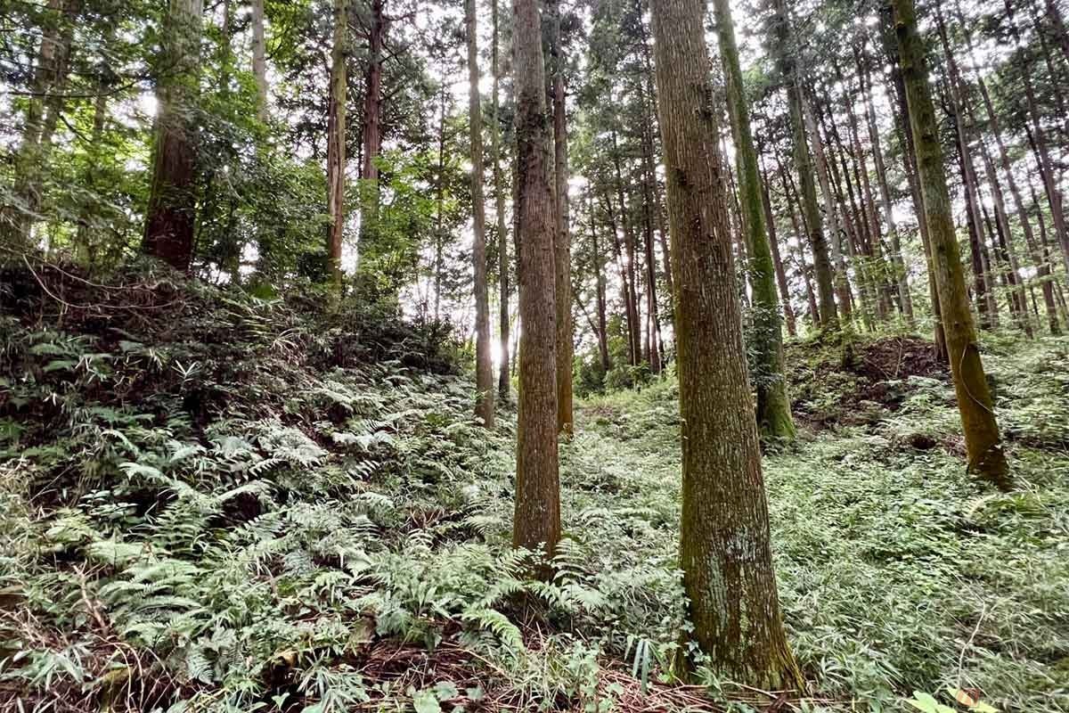 草木で覆われているが、深い堀の跡がしっかりと確認できた