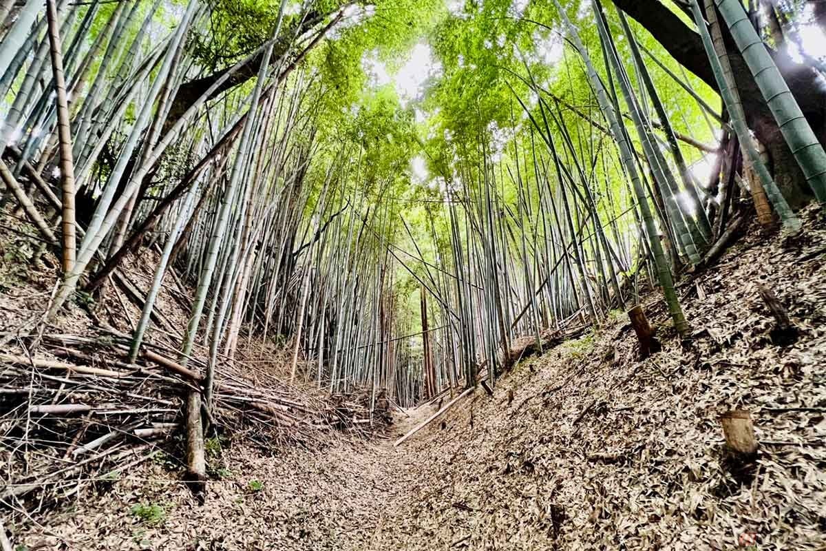 往時の深さそのものなのか不明だが、かなりの迫力を感じる空堀が残っていた