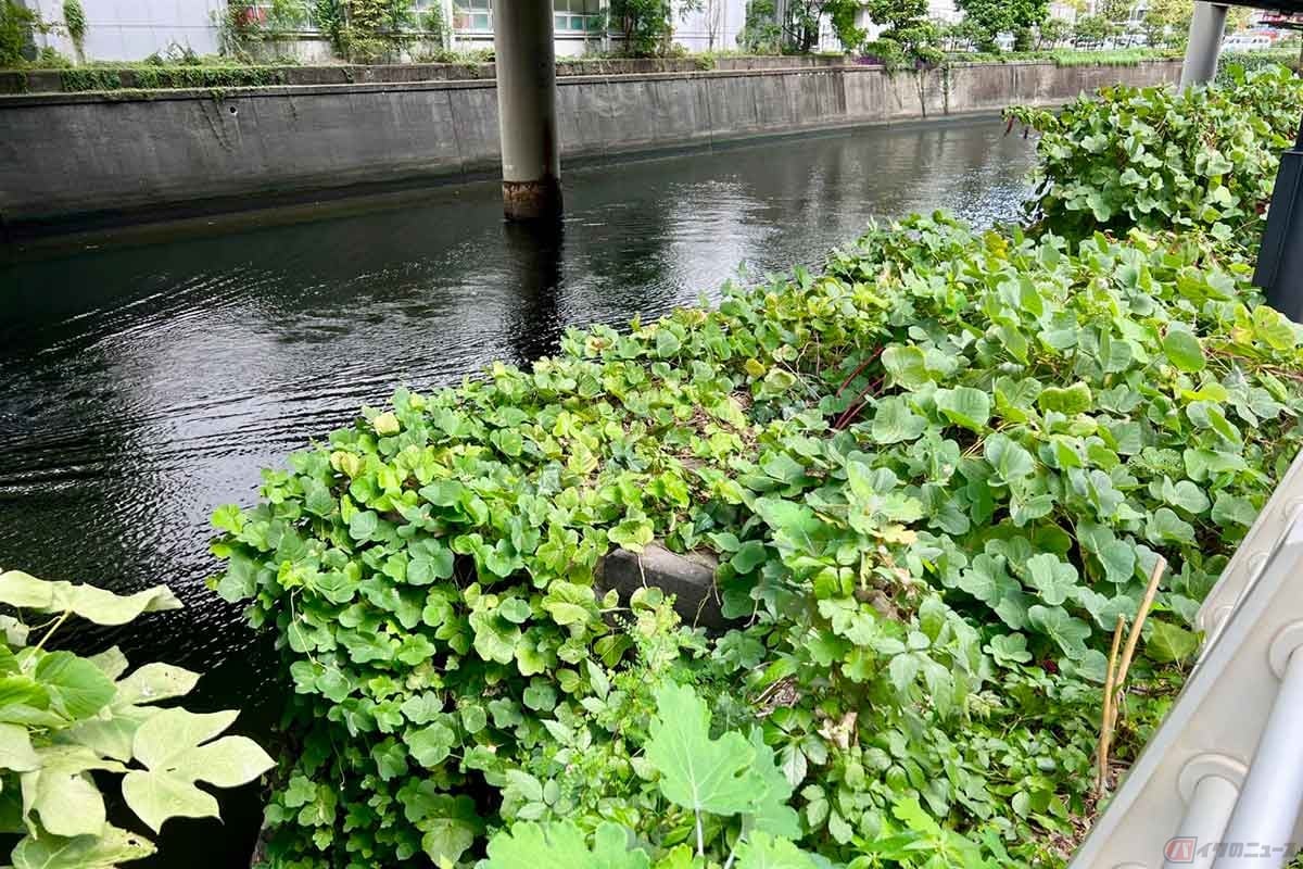 草に覆われて見つけるのが困難だった「江戸城外堀の石垣と荷揚げ場跡」。かつての江戸城の外堀に位置するところで、荷揚げ場として使われた痕跡を残す