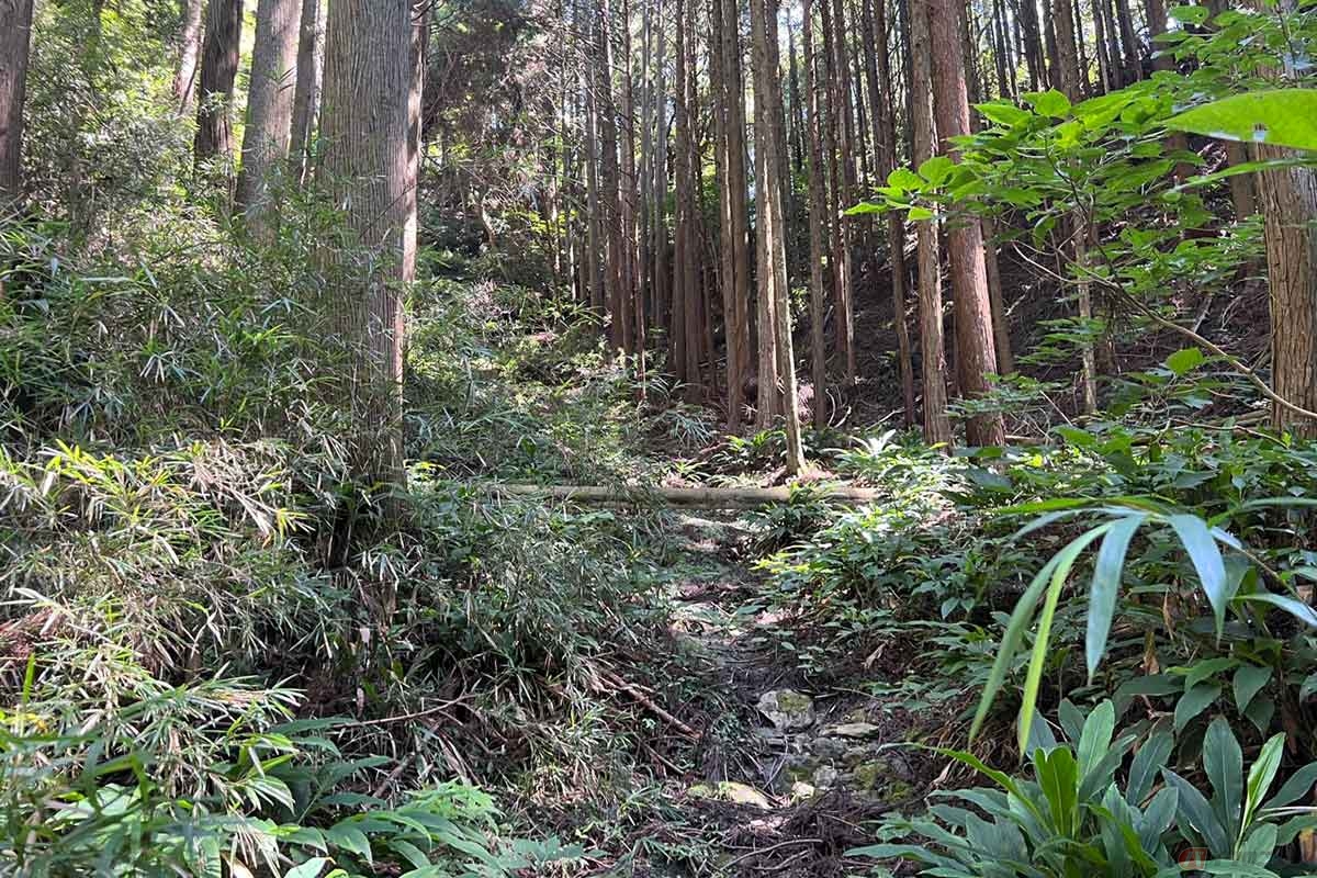 「発坂峠」の入口から少し歩いてみたものの、苔むした石で道は荒れ、倒木もあるので素直に引き返した