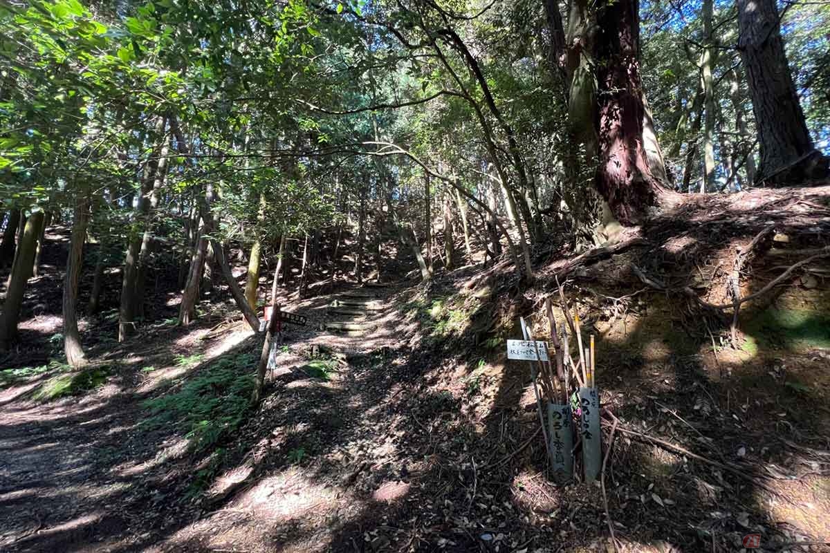 山道を歩き、分岐点から松尾山山頂を目指す。ここから700mの山道を登っていく。訪れる人のために杖が用意されていた