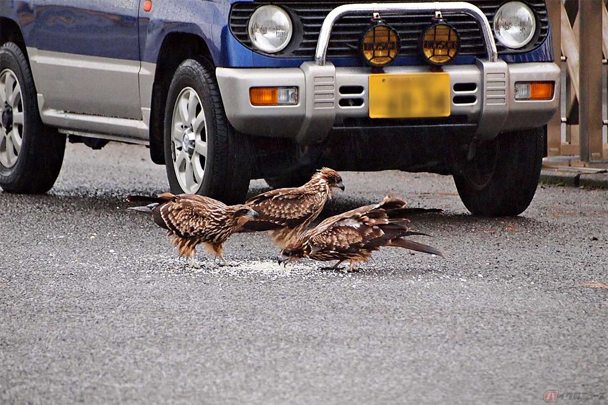 ロードキルとは、道路上で野生動物と衝突し、動物を殺してしまう事故