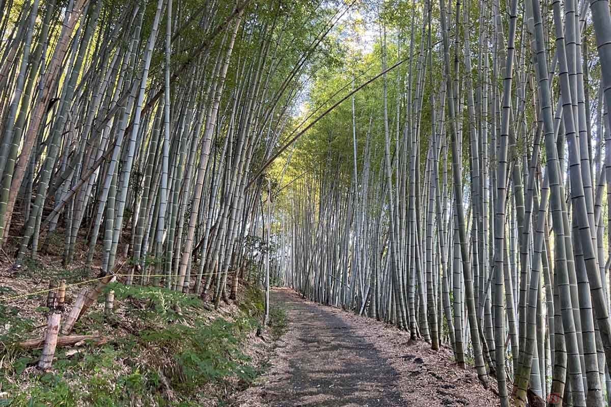 道は竹林の中を通っている。舗装路の下にも根が張り、凹凸が激しいので足元に注意
