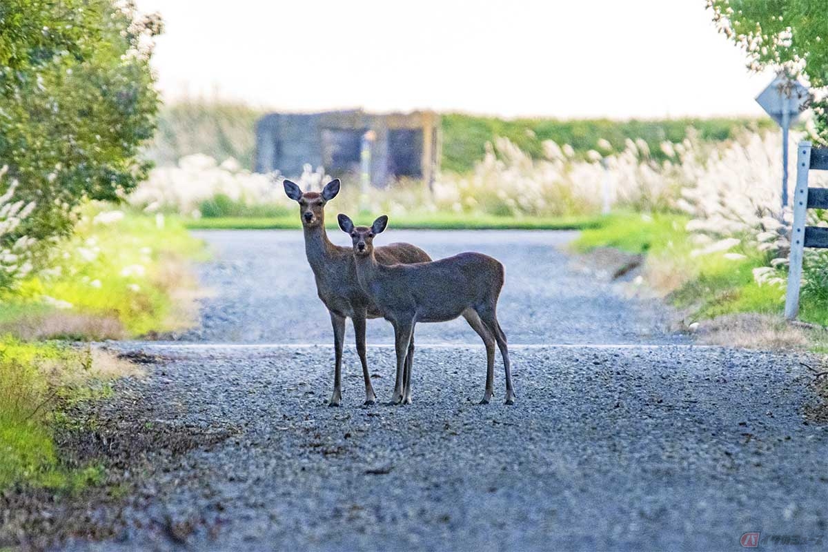 動物を巻き込む事故は、道路を利用する誰しもに起こりうるアクシデント