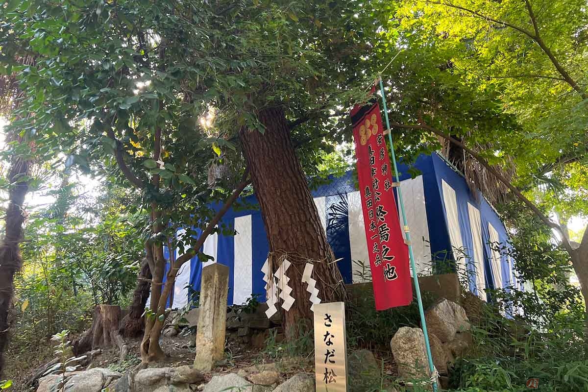 「安居神社」の境内にある松の下で戦死した幸村。当時の松は枯死したため、1951年に社殿復興を祈念して「さなだ松」が植樹された