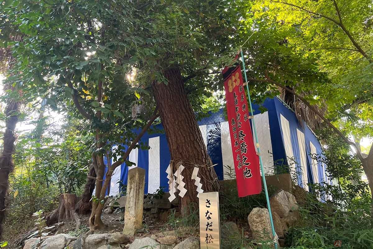 「安居神社」の境内にある松の下で戦死した幸村。当時の松は枯死したため、1951年に社殿復興を祈念して「さなだ松」が植樹された