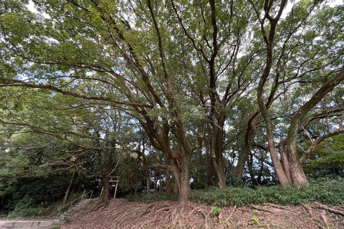 本丸跡には「城山八幡社」が収まる。毎年9月と年越しは住民の幸福を願う祭事が執り行なわれているようだ
