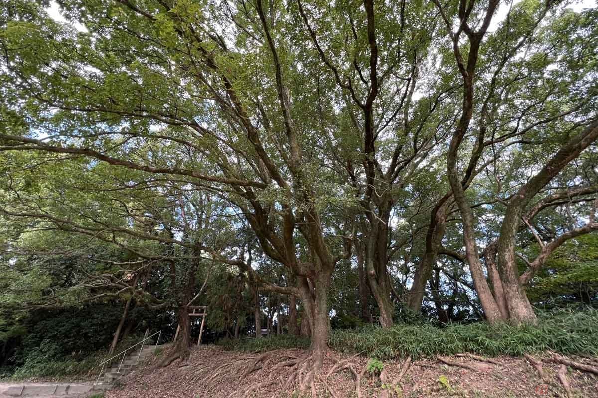 本丸跡には「城山八幡社」が収まる。毎年9月と年越しは住民の幸福を願う祭事が執り行なわれているようだ