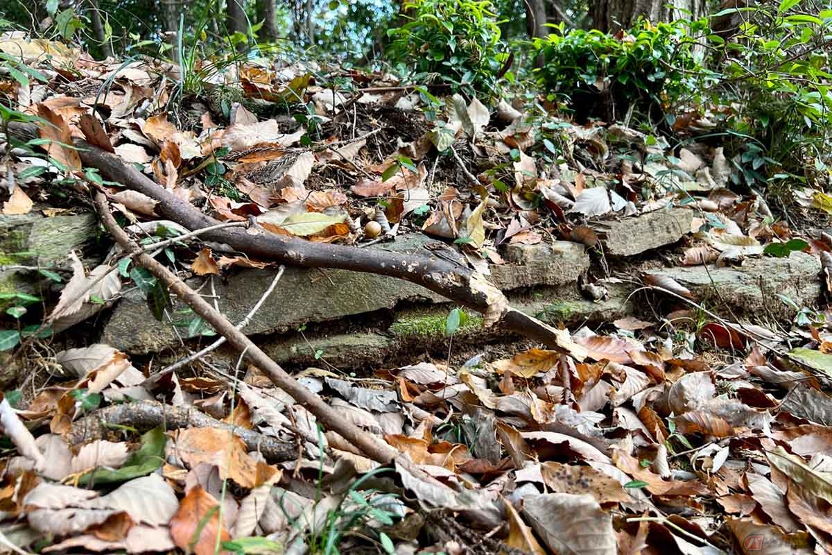 この辺りを産地とする「緑泥石片岩」の石積みを発見。枯葉に埋れながらも、緑色を放つ石材と歴史のロマンにしばし浸ることに