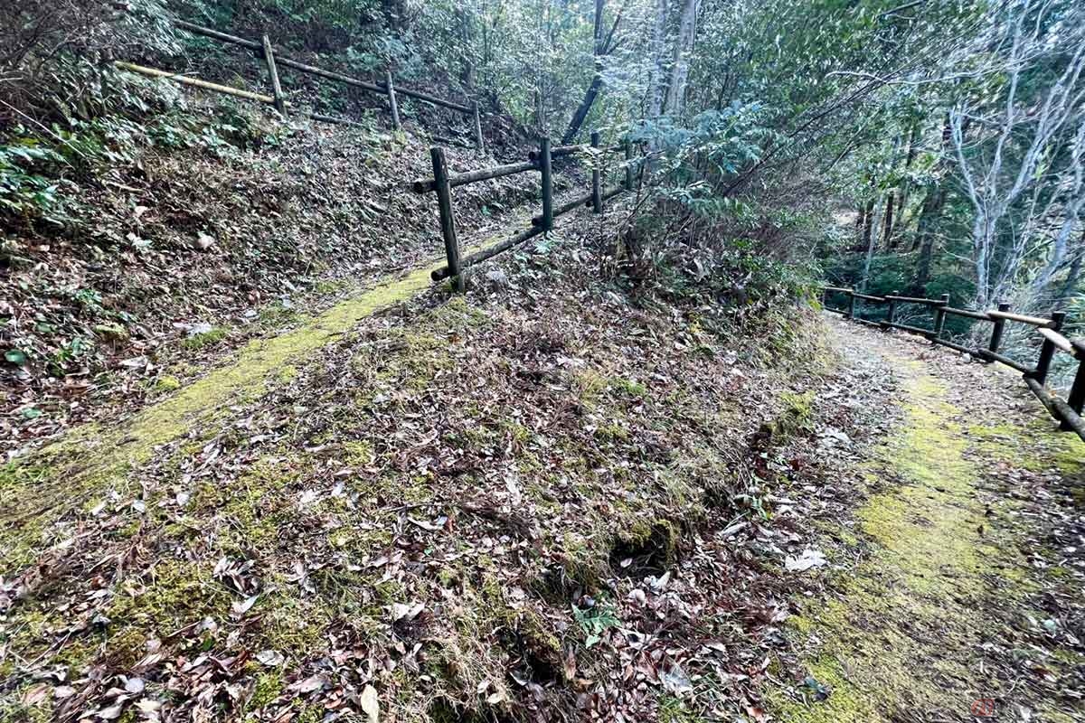 散策道は苔によって天然の絨毯のような踏み心地で、とても歩きやすかった