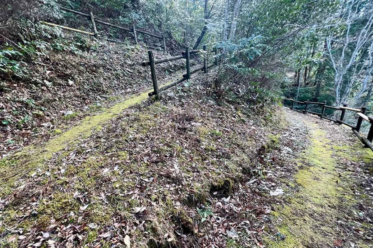 散策道は苔によって天然の絨毯のような踏み心地で、とても歩きやすかった
