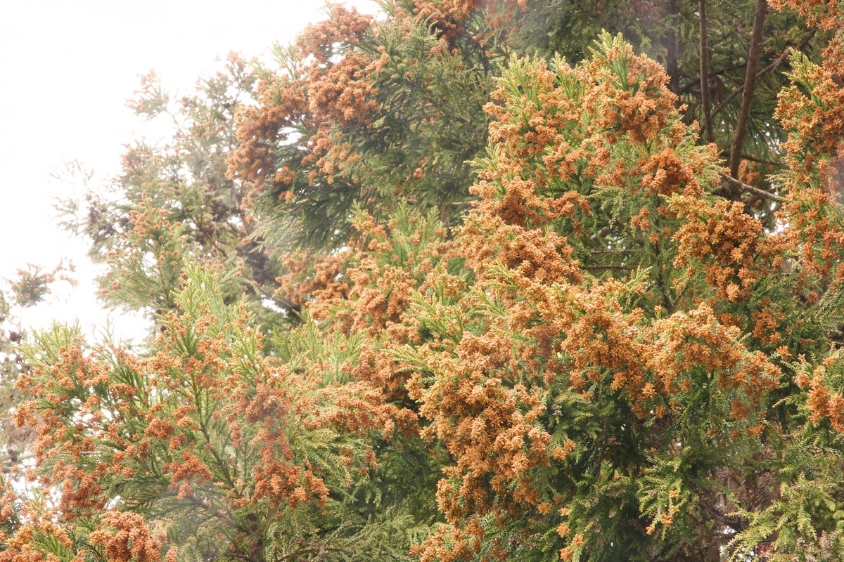 春の花粉症の主な原因となるのは「スギ」と「ヒノキ」の2種類