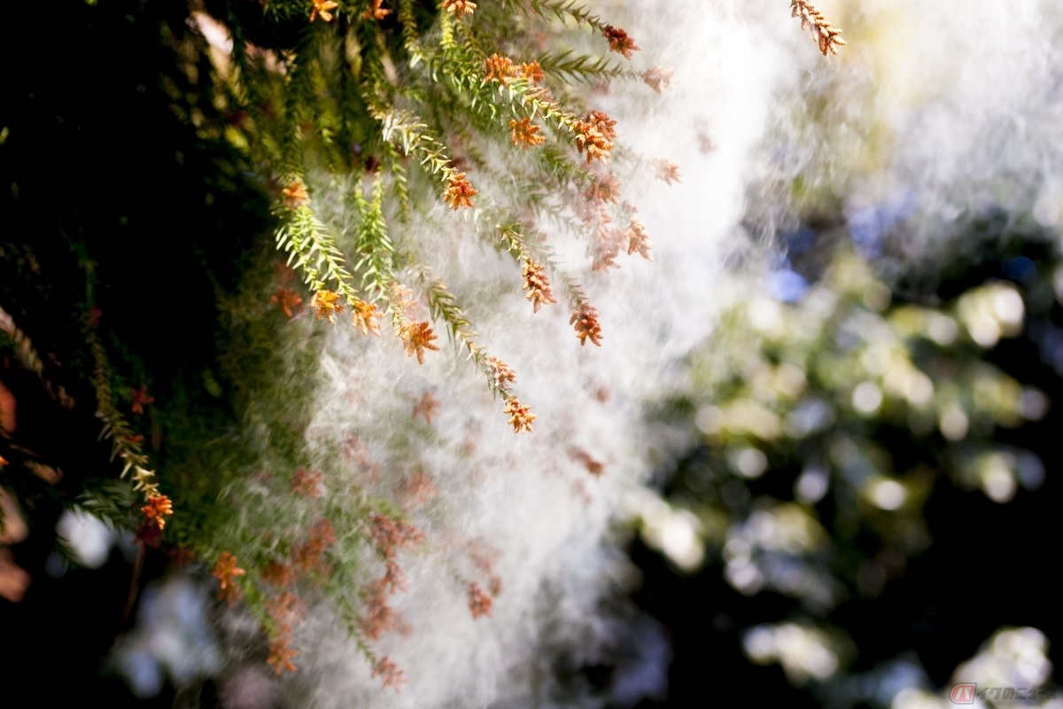 花粉はアレルギー反応を引き起こし、視界不良や集中力の低下など運転の妨げになる