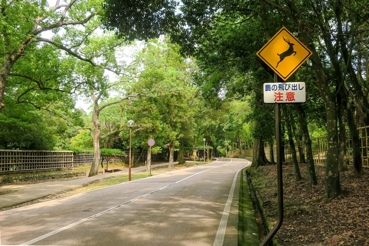 野生動物の動きを予測するのは難しく、遭遇率の高い田舎道・森林を抜けるルートを走る際は特に警戒が必要
