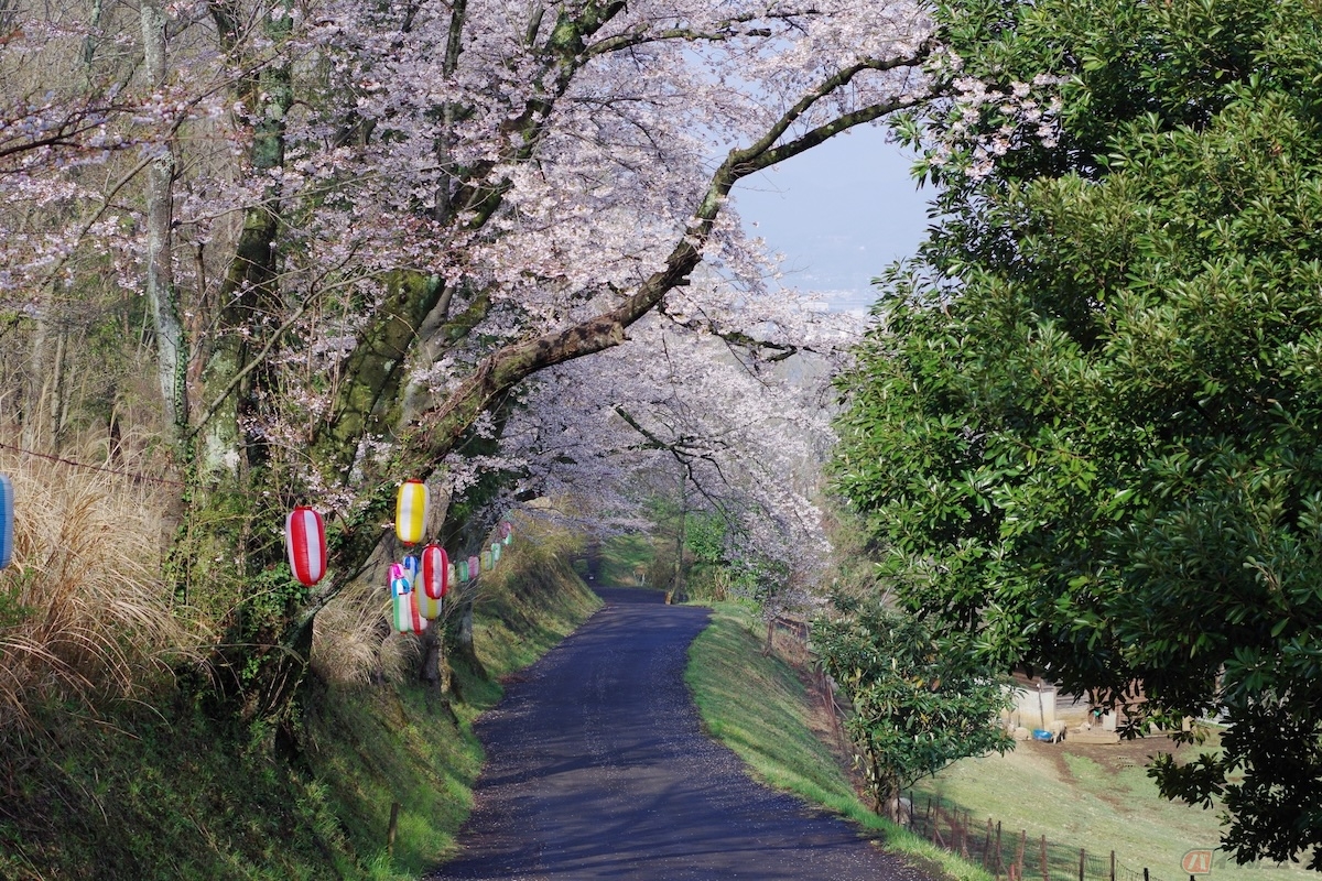 弘法山公園（神奈川県）