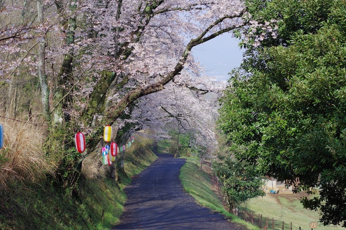 弘法山公園(神奈川県)