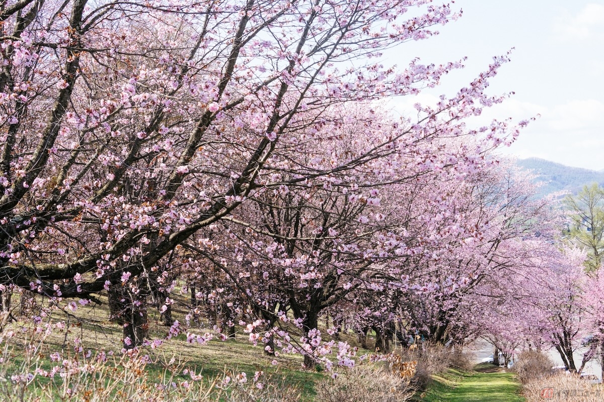 清水公園（千葉県）