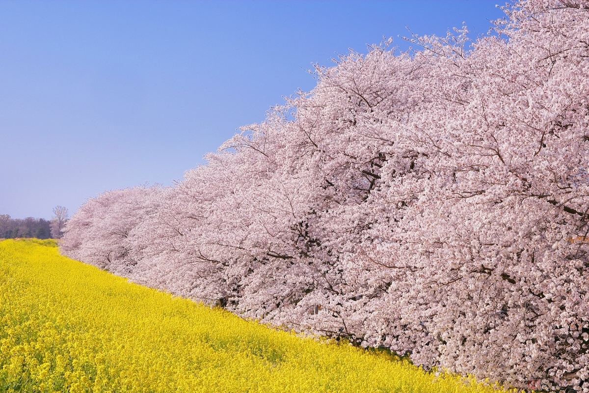 熊谷桜堤（埼玉県）