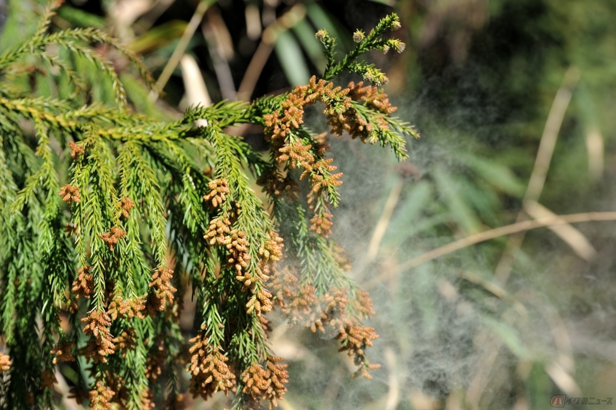 日本気象協会から、2024年の春の花粉飛散予測が発表されている