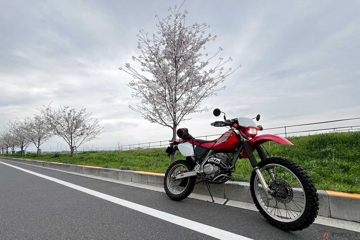 「食事処　おしゃまんべ」から撮影を終えてての帰り道。多摩川沿いの桜は8分咲きだった。5時間ほど経ってもまだ満腹状態……