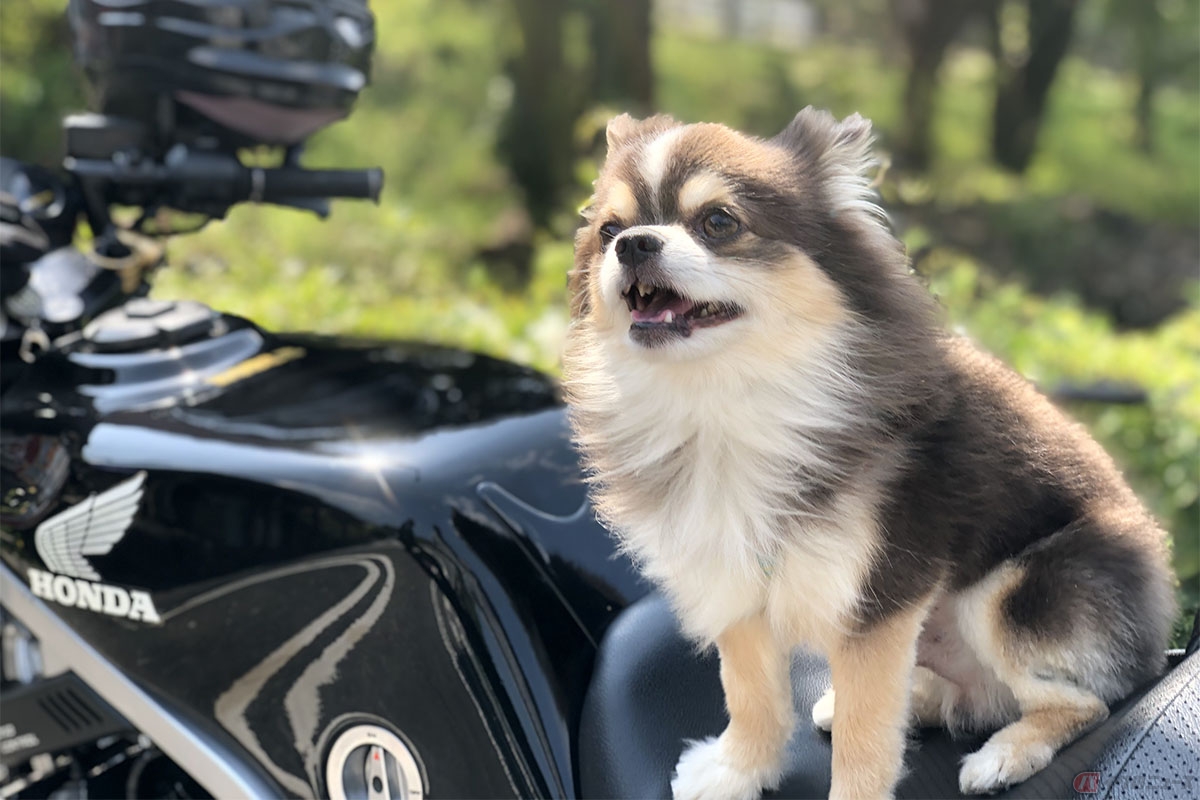 ペットをバイクの同乗させることは法律上では問題はない