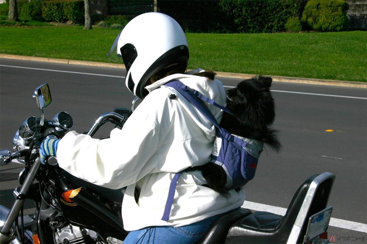 愛犬を全く動かないように固定することは困難ですが、できるだけ落ちないように工夫することが重要