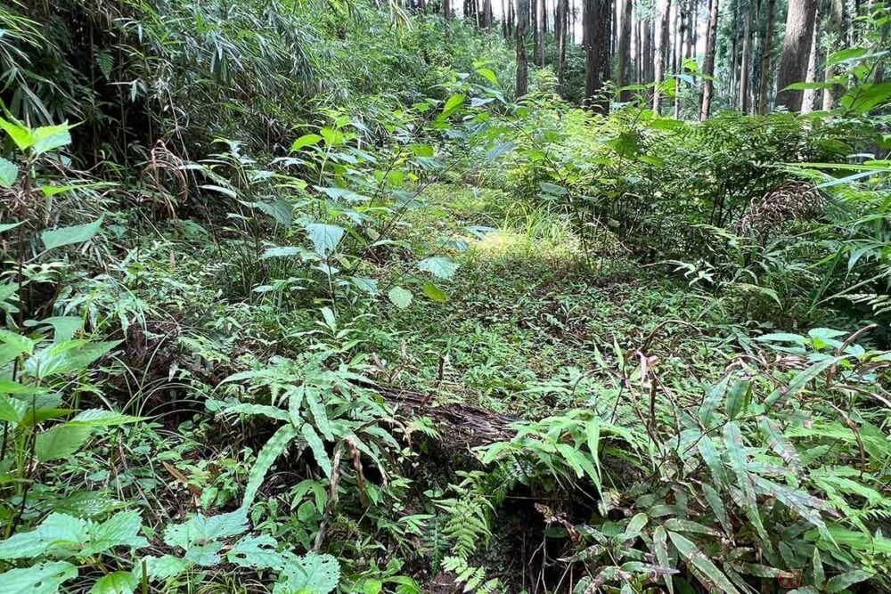 山城の遺構を見るべく、草に行く手を阻まれながら慎重に歩き進める。散策から帰宅後、数カ所を山蛭に吸われていたことに気づく……