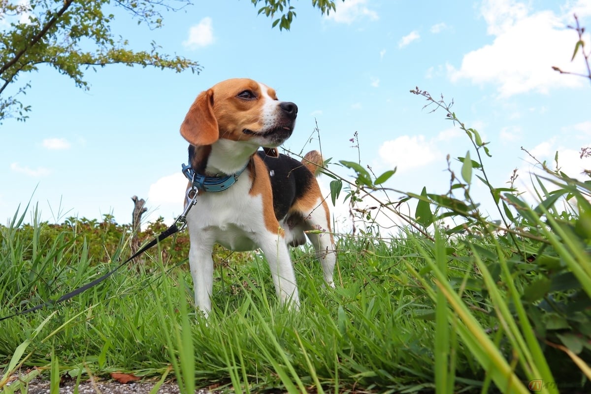 愛犬に”zuki”と名づけるなど、エスパガロ選手にとってスズキの存在はかなり大きかったことがうかがえる (写真はイメージ)