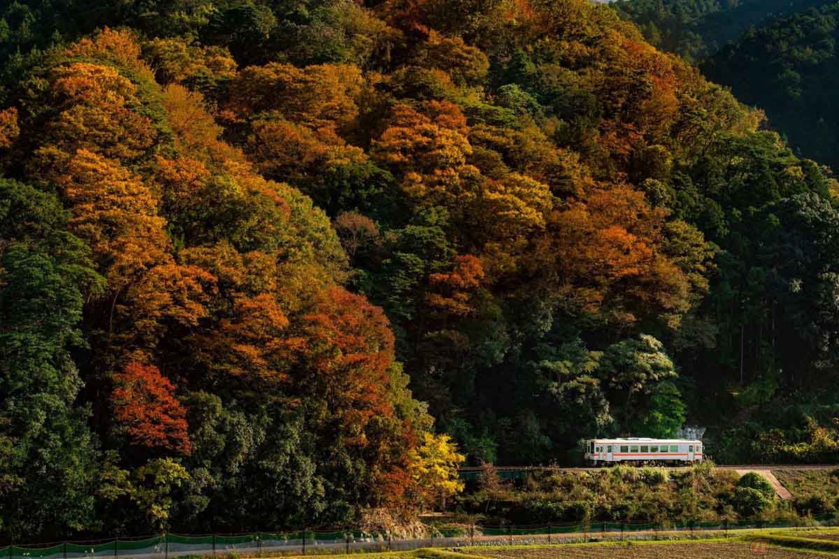 物件のある三重県津市美杉町。東海地域で最初の「森林セラピー基地」として認定された町となっています(写真提供:三重フォトギャラリー)