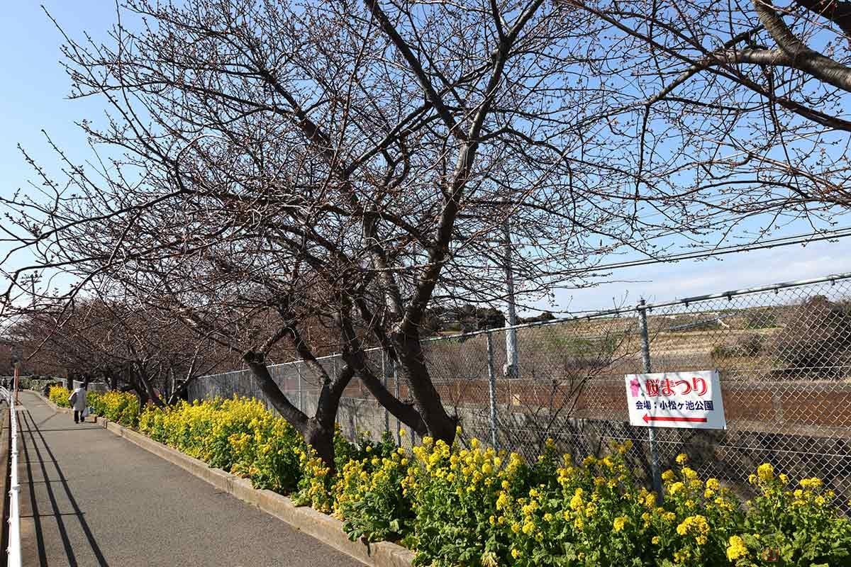 三浦海岸で開催されている「三浦海岸桜まつり」へ。開花はまだ少し早かった