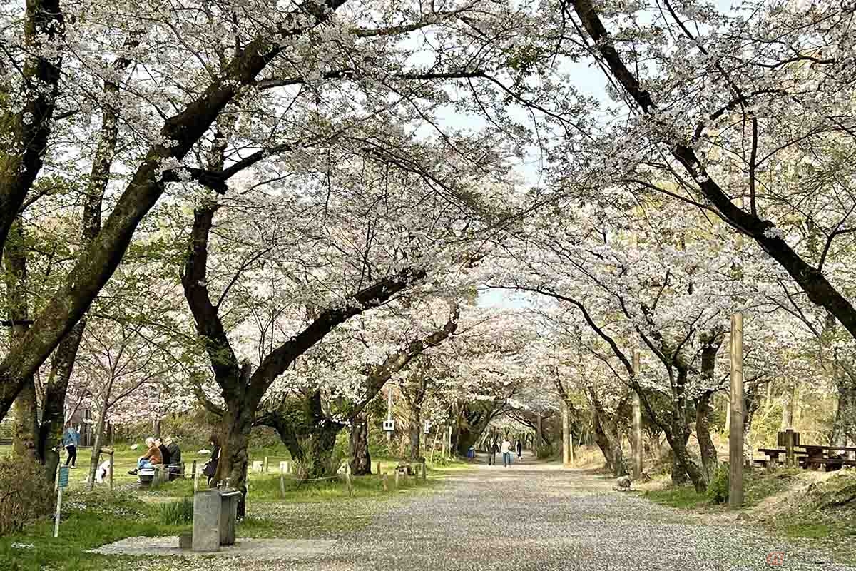 秦野市にある弘法山。尾根伝いの“馬車道“の両脇にはきれいな桜が咲いていました