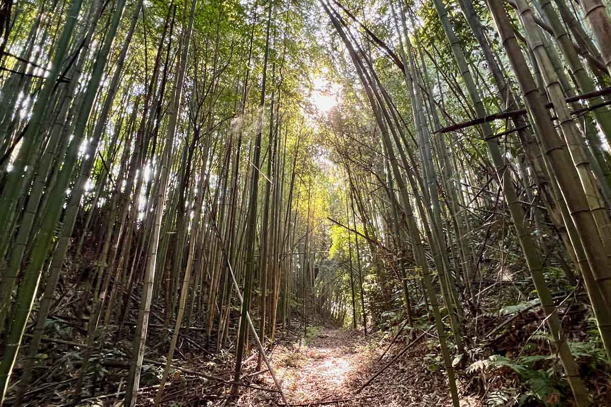 現れた見事な空堀の跡。今では竹や雑草に覆われているが、往時はもっと規模の大きい堀だったのかもしれない