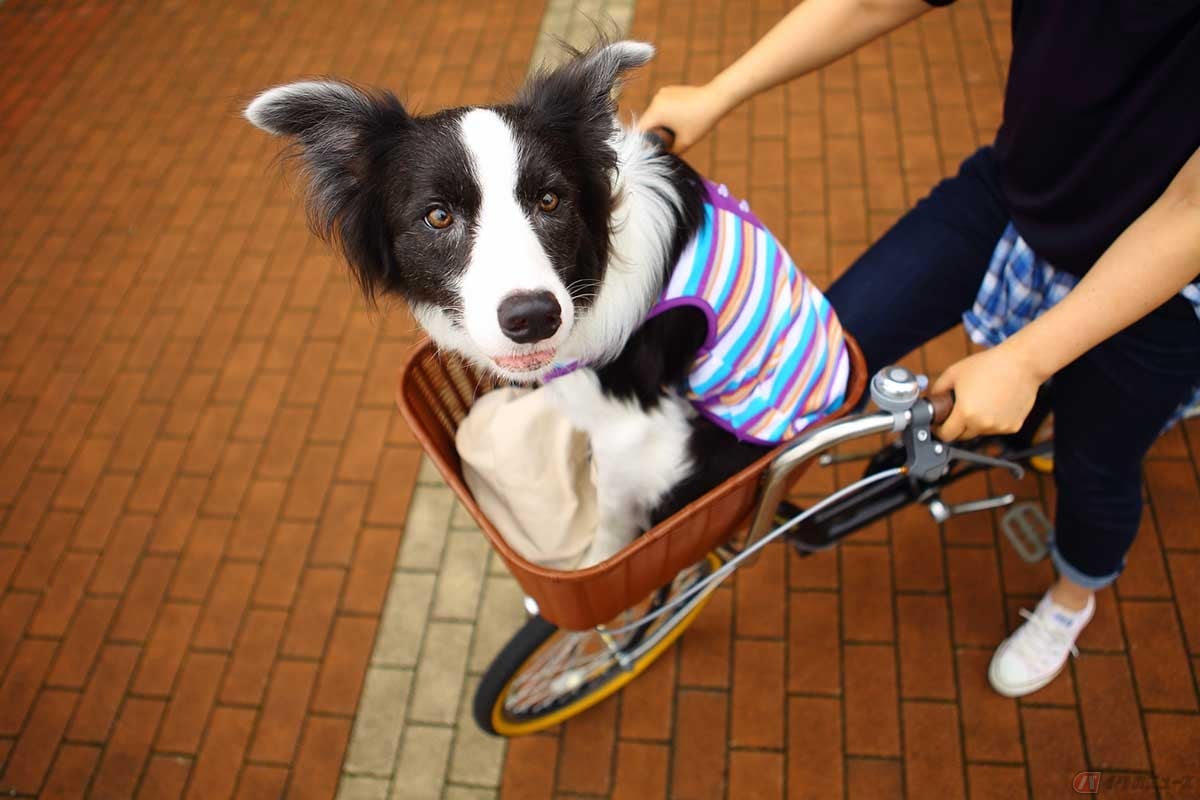 愛犬を自転車に乗せて散歩するのは、アリ? ナシ?