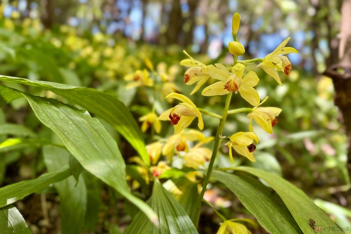 「高知県立牧野植物園」では、5月後半に見頃を迎えていた絶滅危惧種の「ガンゼキラン」が